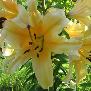 Лилия Авакадо 